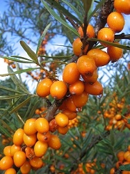 Sanddornpflanze Hippophae rhamnoides Dorana� (weiblich)