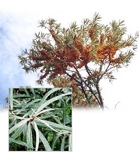 Sanddornpflanze Hippophae rhamnoides Pollmix (m�nnlich)