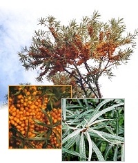 Sanddornpflanzen Hippophae rhamnoides 8x Askola (weiblich) und 1x Pollmix (m�nnlich)