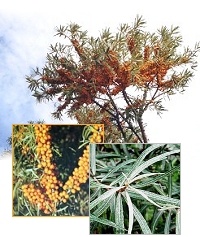 Sanddornpflanzen Hippophae rhamnoides 8x Frugana (weiblich) und 1x Pollmix (m�nnlich)