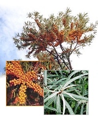 Sanddornpflanzen Hippophae rhamnoides 8x Hergo (weiblich) und 1x Pollmix (m�nnlich)