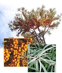 Sanddornpflanzen Hippophae rhamnoides 8x Leikora (weiblich) und 1x Pollmix (m�nnlich)
