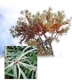 Sanddornpflanze Hippophae rhamnoides Pollmix (m�nnlich)
