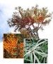 Sanddornpflanzen Hippophae rhamnoides 8x Askola (weiblich) und 1x Pollmix (m�nnlich)