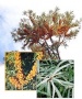 Sanddornpflanzen Hippophae rhamnoides 8x Frugana (weiblich) und 1x Pollmix (m�nnlich)