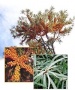 Sanddornpflanzen Hippophae rhamnoides 8x Hergo (weiblich) und 1x Pollmix (m�nnlich)