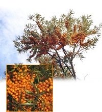 Sanddornpflanze Hippophae rhamnoides Askola (weiblich)