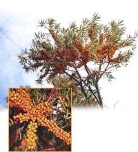 Sanddornpflanze Hippophae rhamnoides Hergo (weiblich)