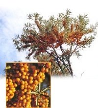 Sanddornpflanze Hippophae rhamnoides Leikora (weiblich)