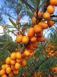 Sanddornpflanze Hippophae rhamnoides Orange EnergyÂ®/Habego (S) (weiblich)